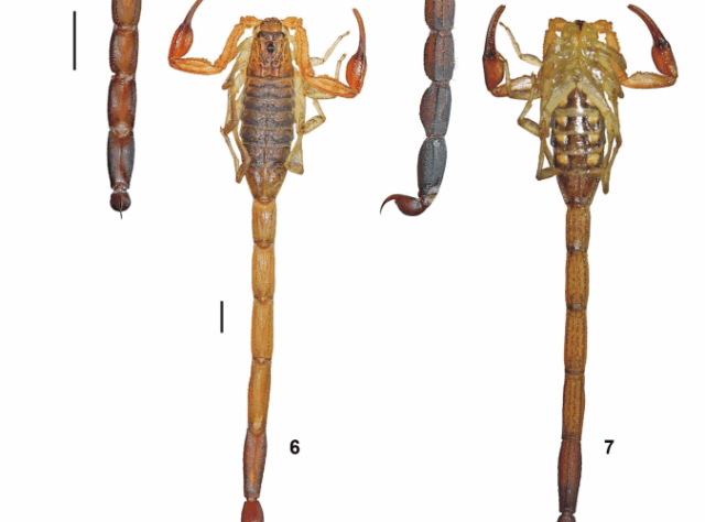 Detailed photos showing the new species of scorpion, discovered in western Honduras in 2025. Image taken from Luis F. de Armas & Alex M. Cubas-Rodríguez (2025). Credit: Luis F. de Armas & Alex M. Cubas-Rodríguez