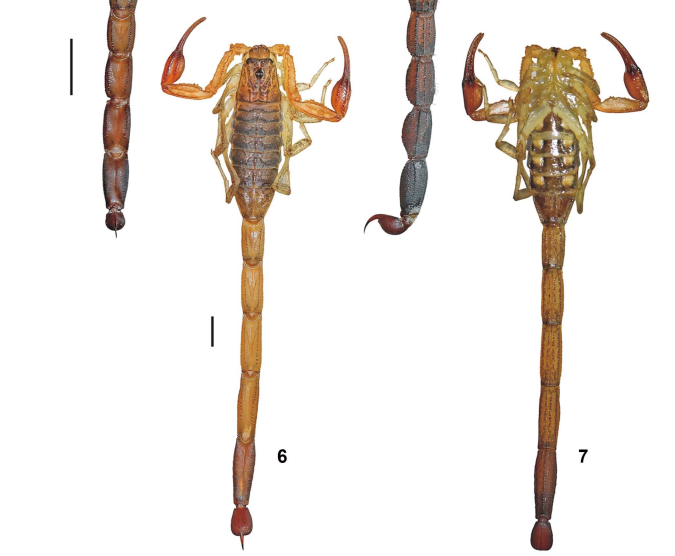 Detailed photos showing the new species of scorpion, discovered in western Honduras in 2025. Image taken from Luis F. de Armas & Alex M. Cubas-Rodríguez (2025). Credit: Luis F. de Armas & Alex M. Cubas-Rodríguez