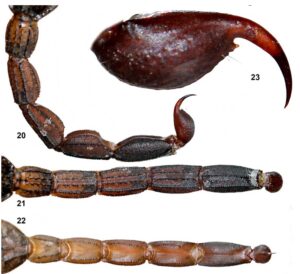 Detailed photos of the new scorpion that were used to support its analysis.