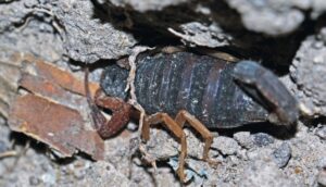 Photograph of a juvenile Centruroides tapachulaensis, as seen for the first time within Honduras.