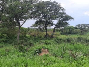 A photograph of the savannah at Nyamukino Reserve with a herd of African Elephants in the background.