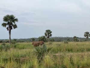 Elephants at Nyamukino Reserve, Uganda.