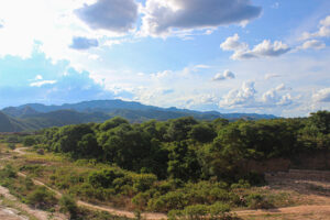 Landscape view of dry chaco forest