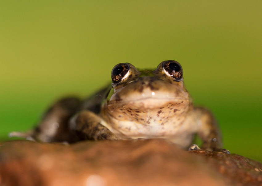 El Rincon Stream Frog.