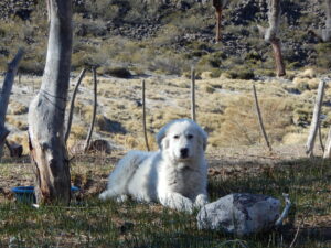A photograph of a livestock guardian dog in the Somuncurá Plateau