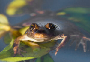 El Rincon Stream Frog in the water.