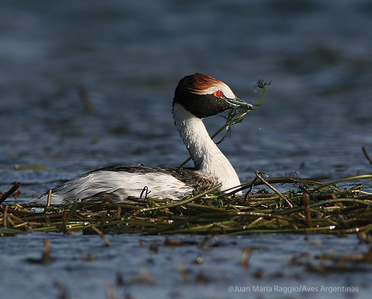 A Hooded Grebe nest building in Argentina