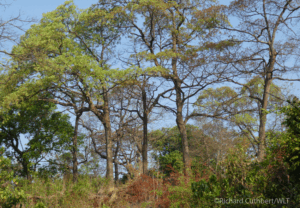 A Sacred Grove with old growth forest in Western Ghats.