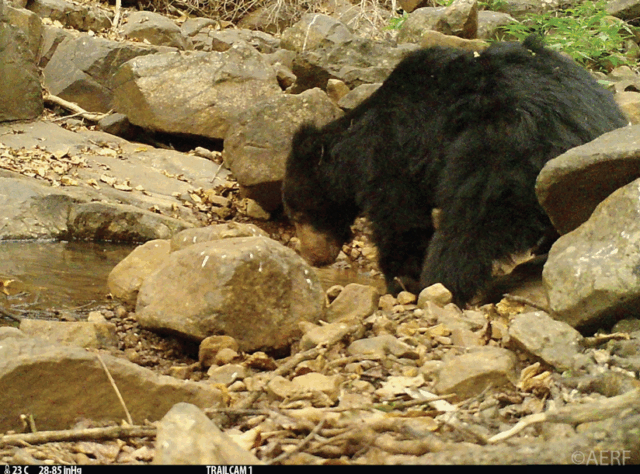 A Sloth Bear amongst rocks by a watering hole in the Western Ghats