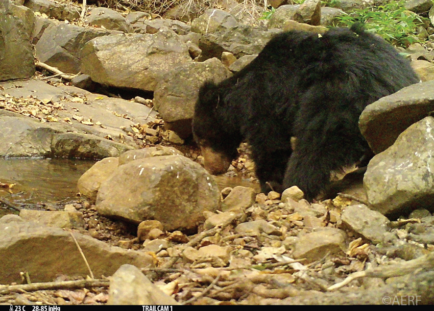 A Sloth Bear amongst rocks by a watering hole in the Western Ghats