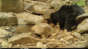 A Sloth Bear amongst rocks by a watering hole in the Western Ghats