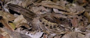 A photograph of a Common Pauraque nestled camouflaged against the leaf litter.