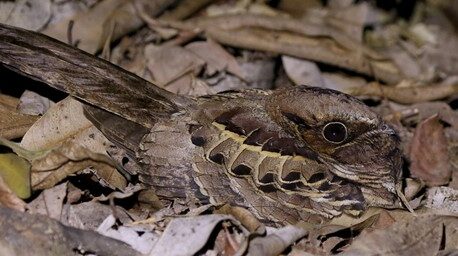 A photograph of a Common Pauraque nestled camouflaged against the leaf litter.