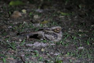 A Common Pauraque at night with its eyes illuminated brightly in the camera flash.