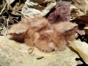 Two young Common Pauraque chicks recently spotted by Proyecto Tití during a biodiversity survey in the forests of northern Colombia. Credit: Proyecto Tití