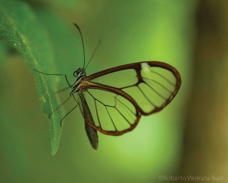 Transparency