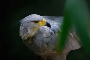 A photo of the Crowned Solitary Eagle with its eye facing the camera.