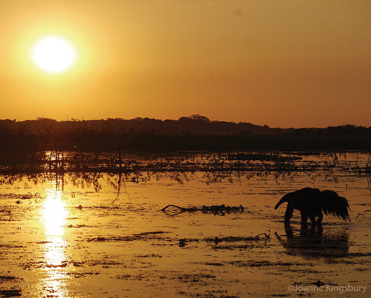 Giant Anteater at sunset