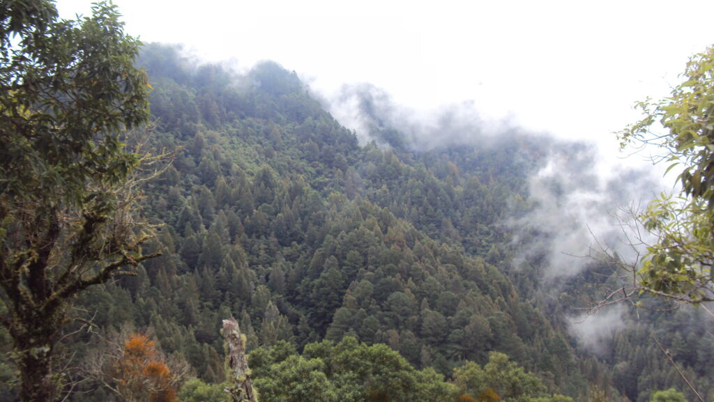 Landscape of a cloud forest in Honduras