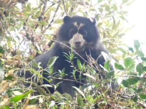A Spectacled Bear photographed in Ecuador