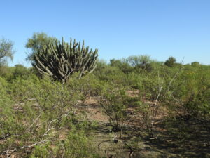A photograph of the scrub habitat of Las Mesillas