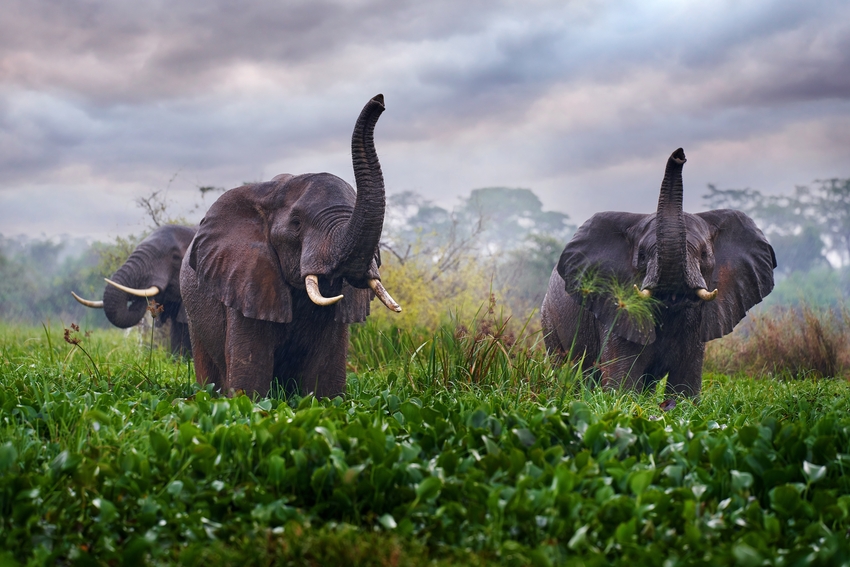 two African Elephants with trunks raised, standing in grasslands