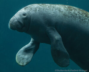 Antillean Manatee swimming underwater
