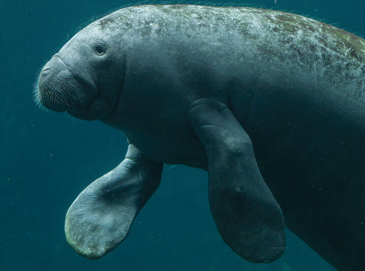 Meeting the Manatees of the Middle Magdalena Valley