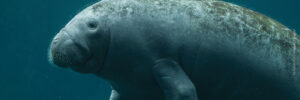 Antillean Manatee swimming underwater