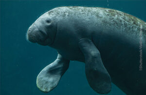 Antillean Manatee swimming underwater