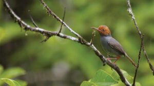 Ashy Tailorbird, Borneo