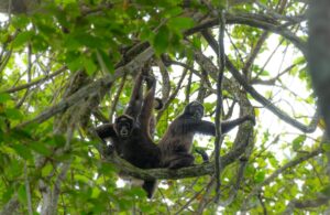 Two Brown Spider Monkeys on a branch staring into the camera.
