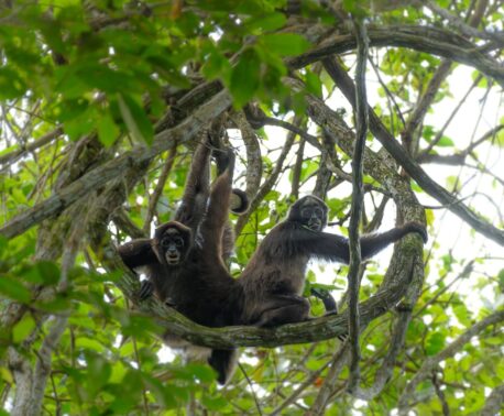 Two Brown Spider Monkeys on a branch staring into the camera.
