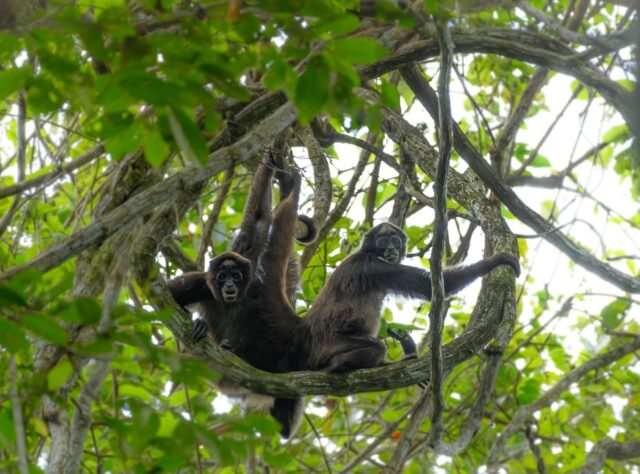 Two Brown Spider Monkeys on a branch staring into the camera.