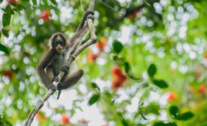 A Brown Spider Monkey alone on a branch stares at the camera. Credit: Fundación Biodiversa Colombia (FBC)