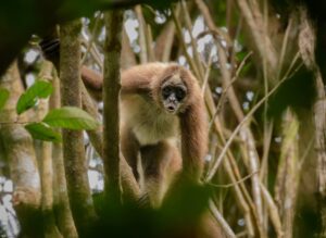 A Brown Spider Monkey is clambering through the forest.