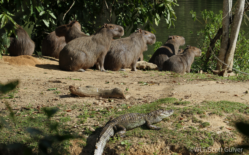 A group of Capybara keeping a wary eye on a Broad-snouted Caiman