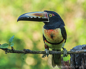 A Collared Aracari sitting on a branch