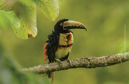 A Collared Aracari sitting on a branch