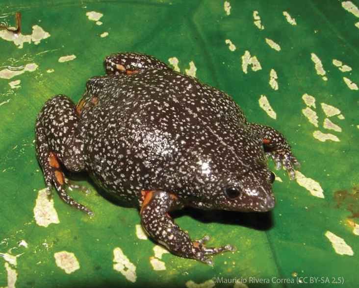 Colombian plump frog on a leaf