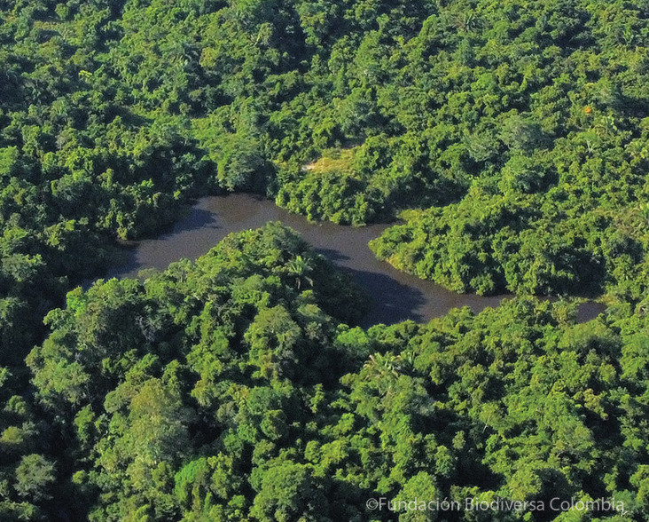 Aerial view of Colombian Plump Frog habitat, El Silencio, Colombia