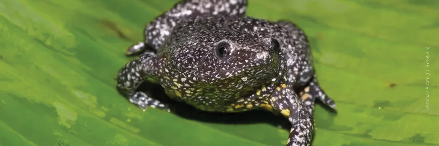 Colombian plump frog on a leaf facing the camera