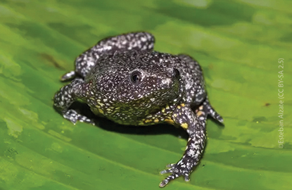 Colombian plump frog on a leaf facing the camera