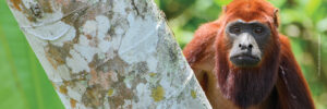A Colombian Red Howler Monkey peering out from behind a branch