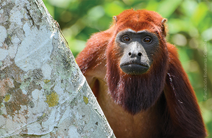A Colombian Red Howler Monkey peering out from behind a branch