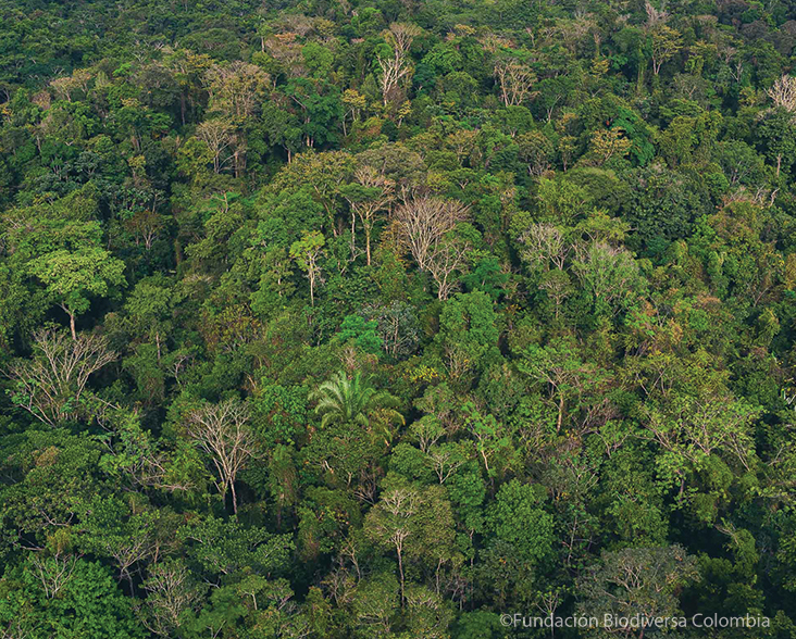 Aerial photo showing diversity of tree species in forsted areas of El Silencio