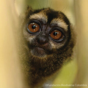 Grey-handed Night Monkey peering out from behind a branch
