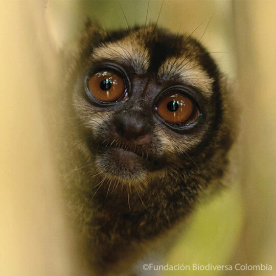 Donate-page Grey-handed Night Monkey peering out from behind a branch