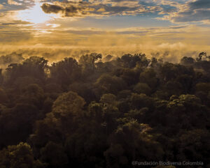 El Silencio forest view at sunrise