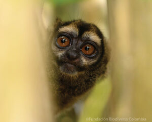 Gray-handed Night Monkey peering out from behind a branch